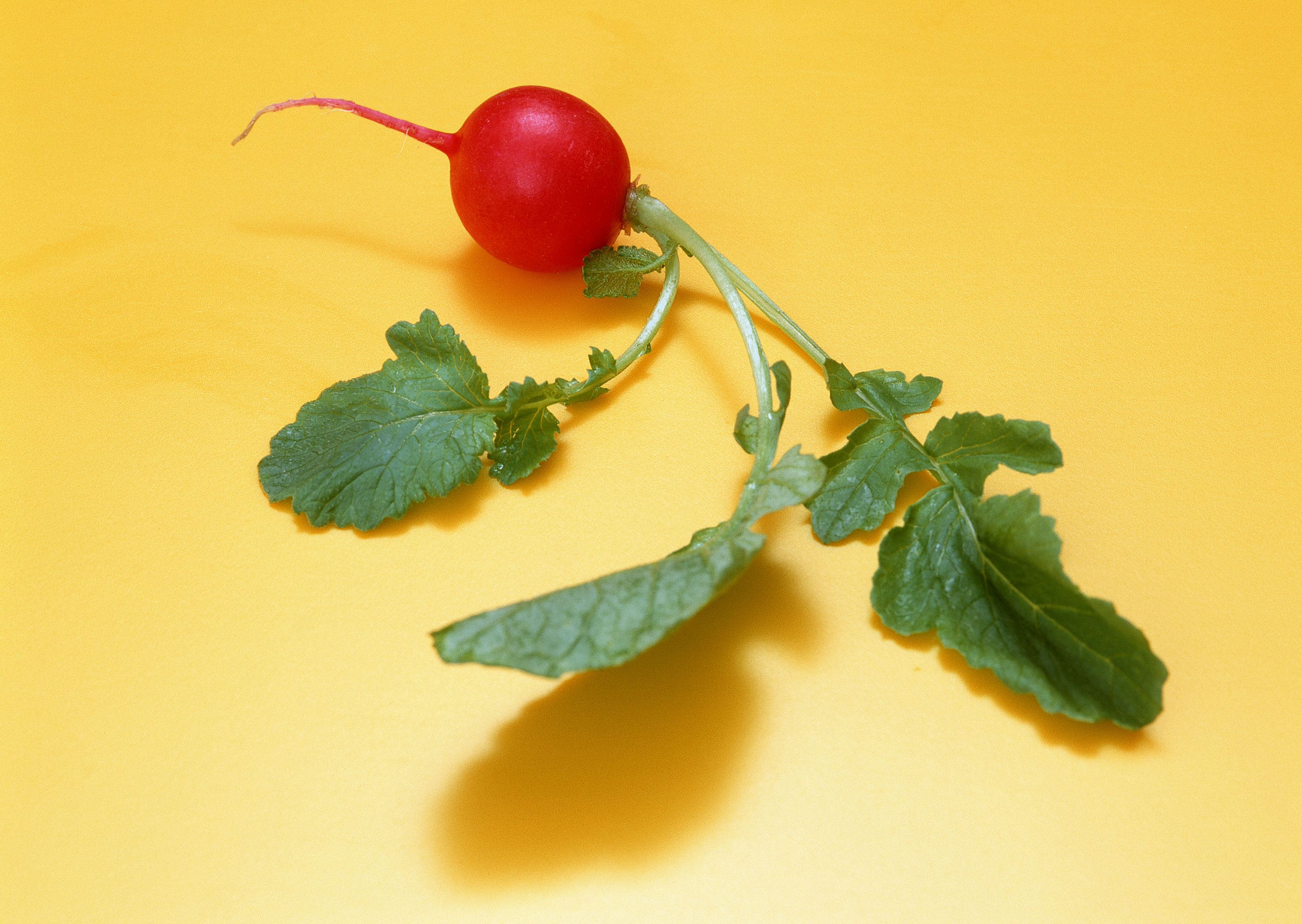 Free download high resolution image - free image free photo free stock image public domain picture -Small garden radish with leaves