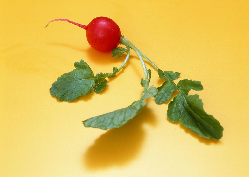 Free download high resolution image - free image free photo free stock image public domain picture  Small garden radish with leaves