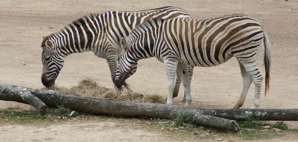 Free download high resolution image - free image free photo free stock image public domain picture  Two striped zebra close-up