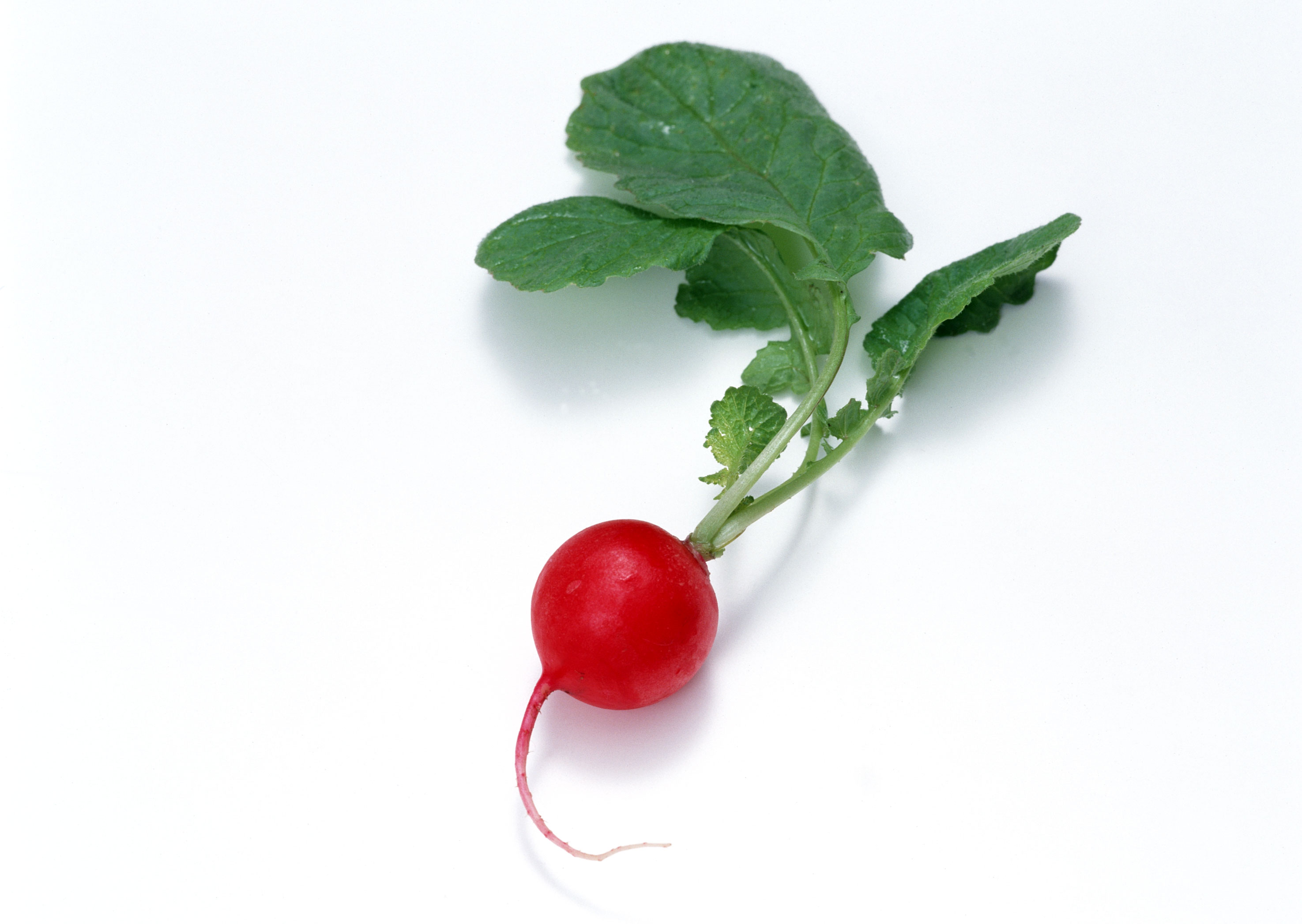 Free download high resolution image - free image free photo free stock image public domain picture -Small garden radish with leaves