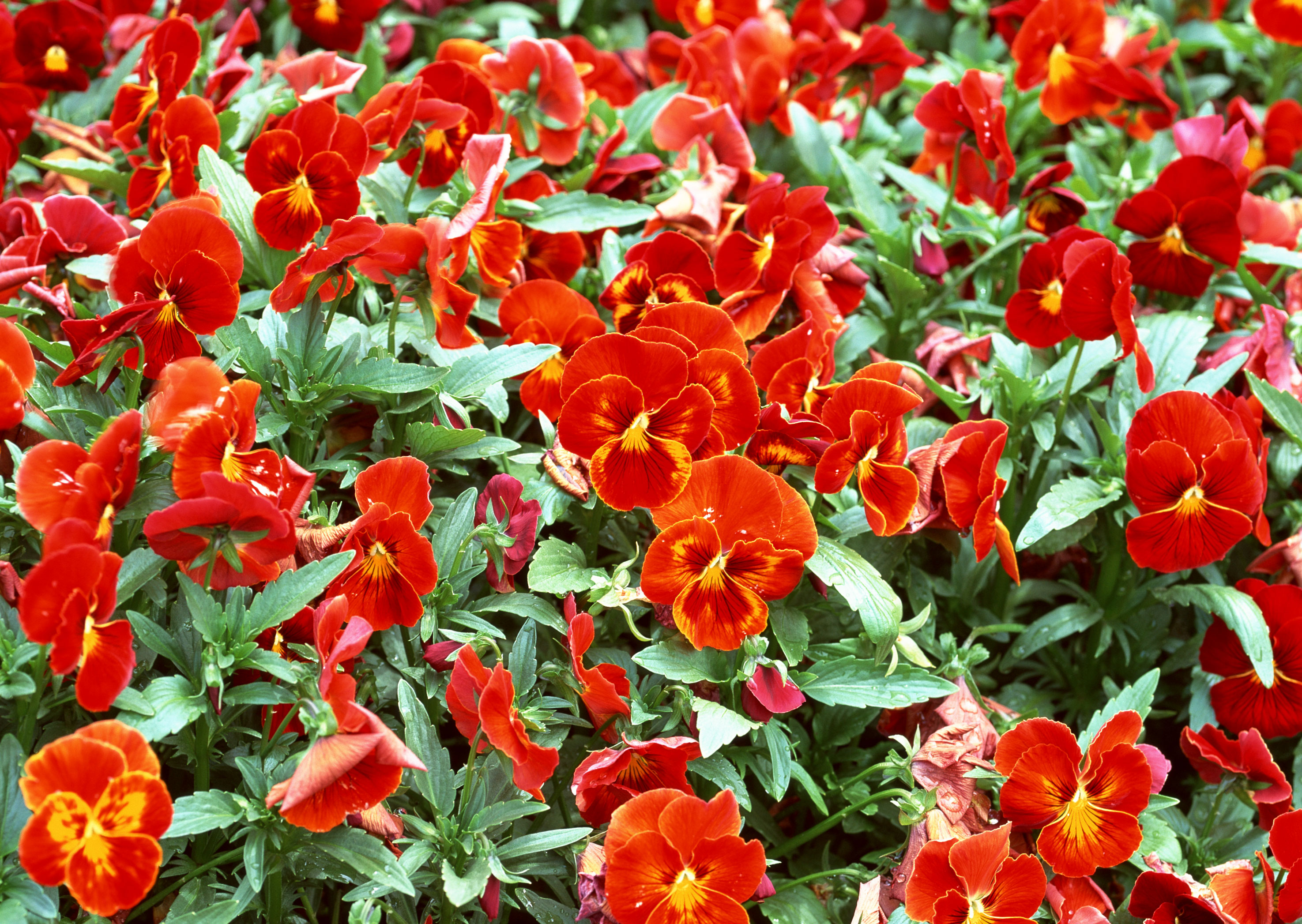 Free download high resolution image - free image free photo free stock image public domain picture -Red flower in garden