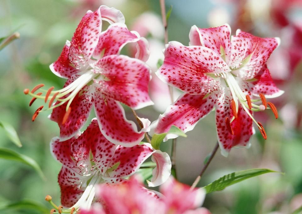 Free download high resolution image - free image free photo free stock image public domain picture  Red Rhododendron Blossom