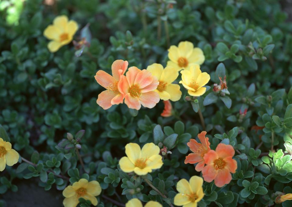 Free download high resolution image - free image free photo free stock image public domain picture  twig with blooming yellow flowers