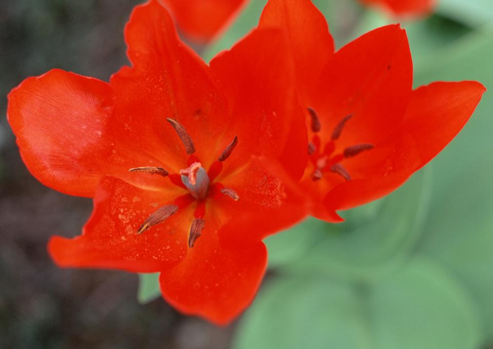 Free download high resolution image - free image free photo free stock image public domain picture  meadow red flower on garden