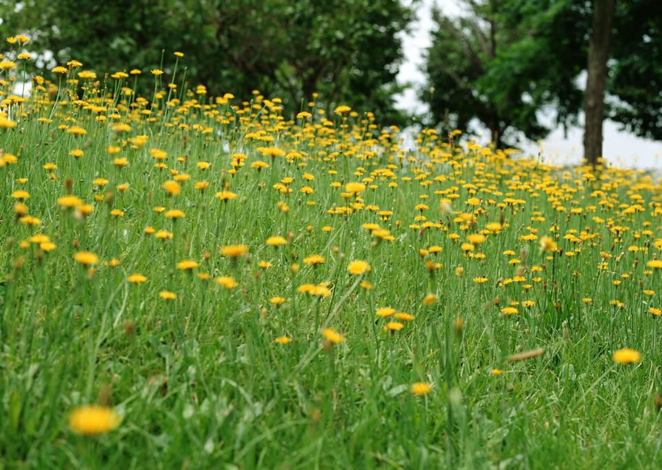 Free download high resolution image - free image free photo free stock image public domain picture  Field of yellow spring flowers in  feild