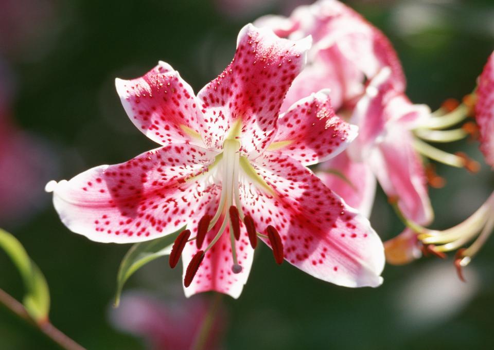 Free download high resolution image - free image free photo free stock image public domain picture  Red Rhododendron Blossom