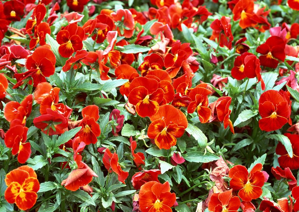 Free download high resolution image - free image free photo free stock image public domain picture  Red flower in garden