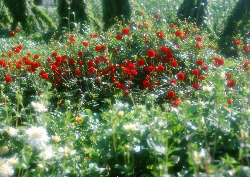 Free download high resolution image - free image free photo free stock image public domain picture  Landscaped flower garden with red flowers