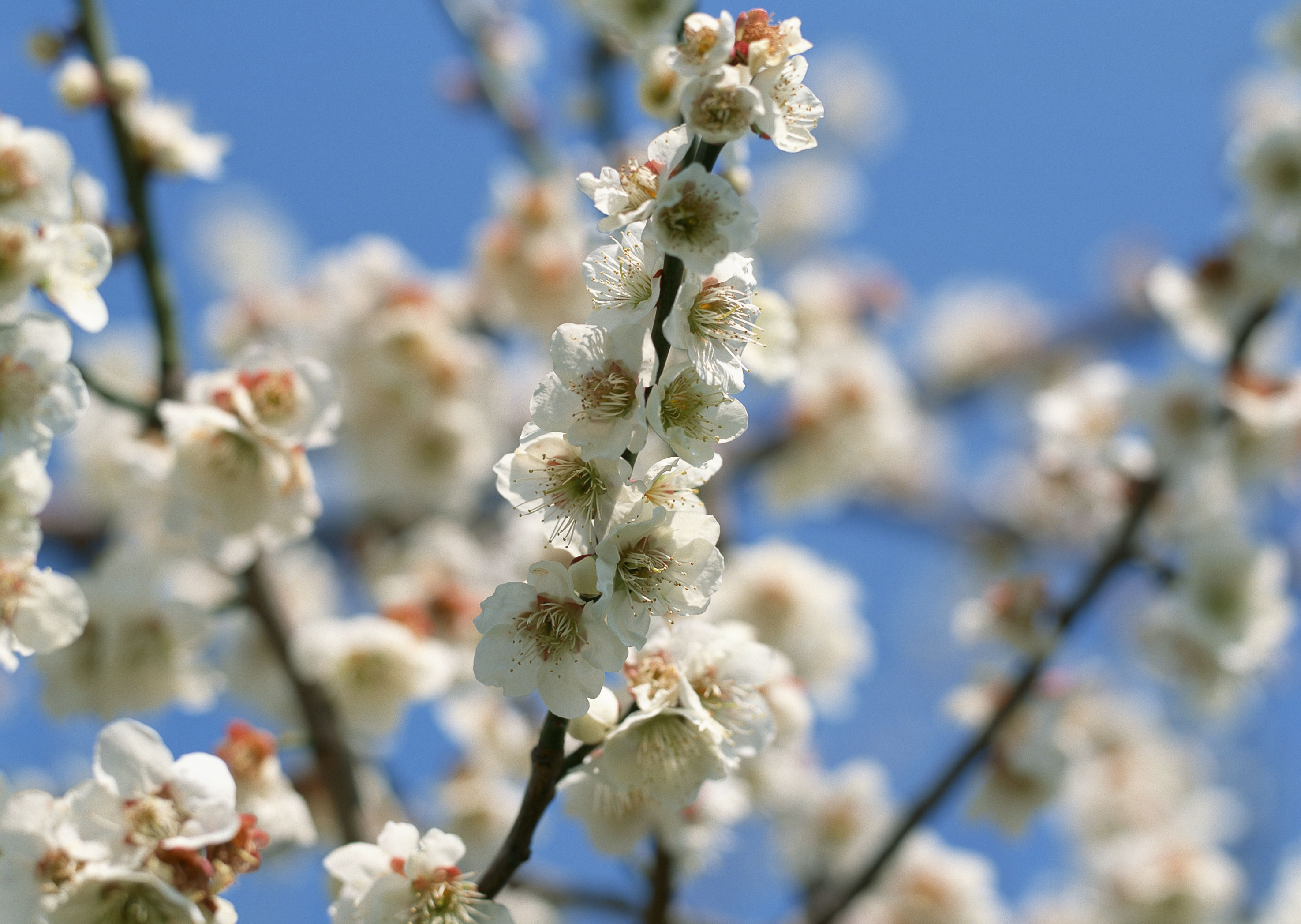 Free download high resolution image - free image free photo free stock image public domain picture -Flowers of the cherry blossoms on a spring day