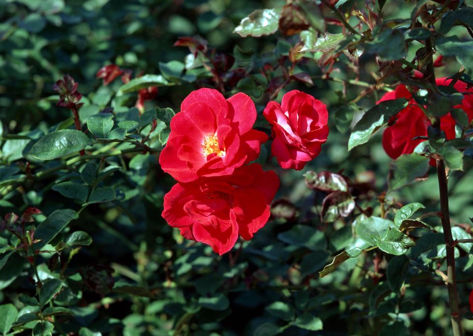 Free download high resolution image - free image free photo free stock image public domain picture  Camellia japonica, also known as the Rose of Winter