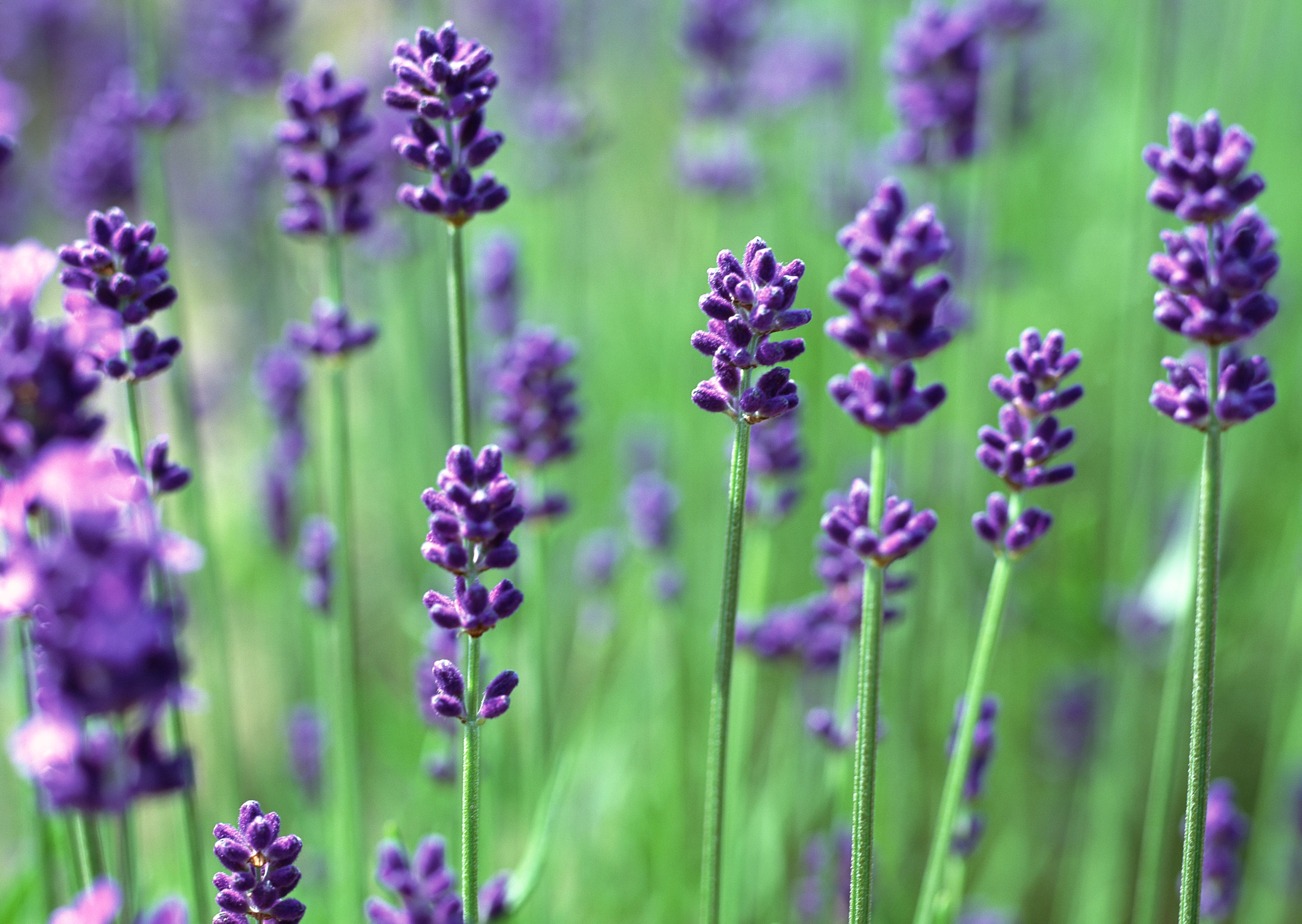 Free download high resolution image - free image free photo free stock image public domain picture -Lavender Flowers