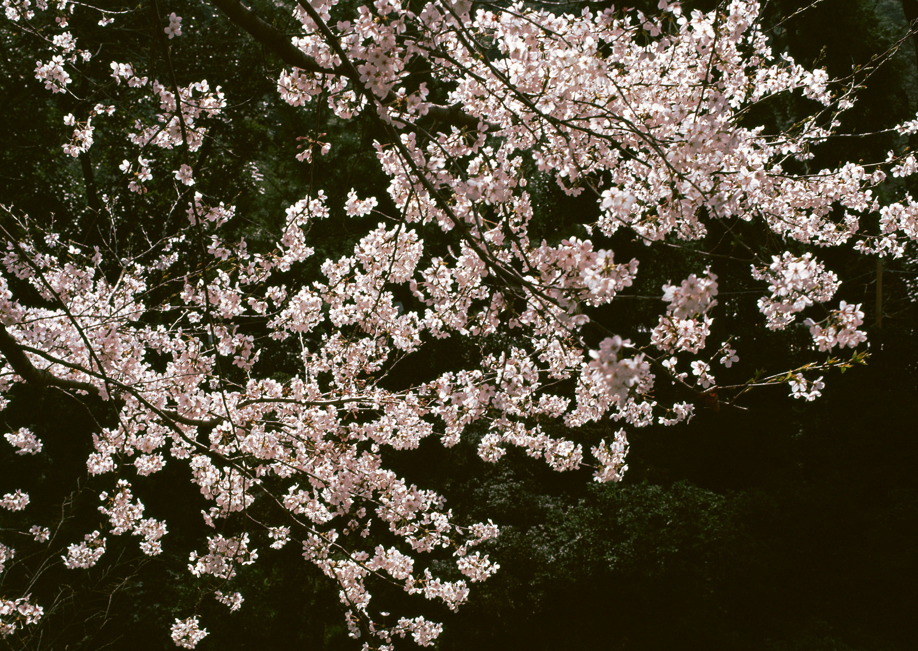 Free download high resolution image - free image free photo free stock image public domain picture -Japanese cherry tree background