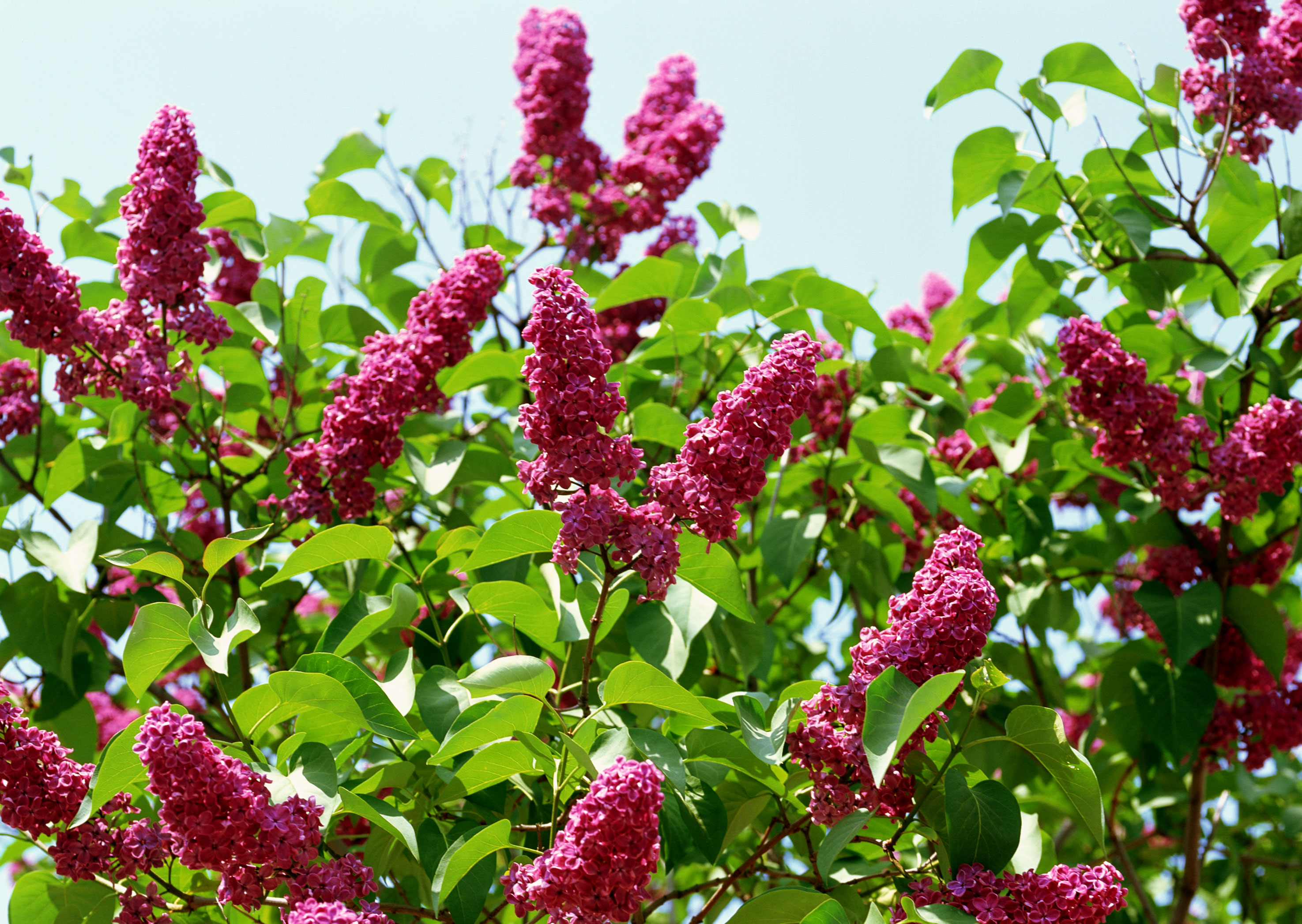 Free download high resolution image - free image free photo free stock image public domain picture -Bunch of lilac flowers