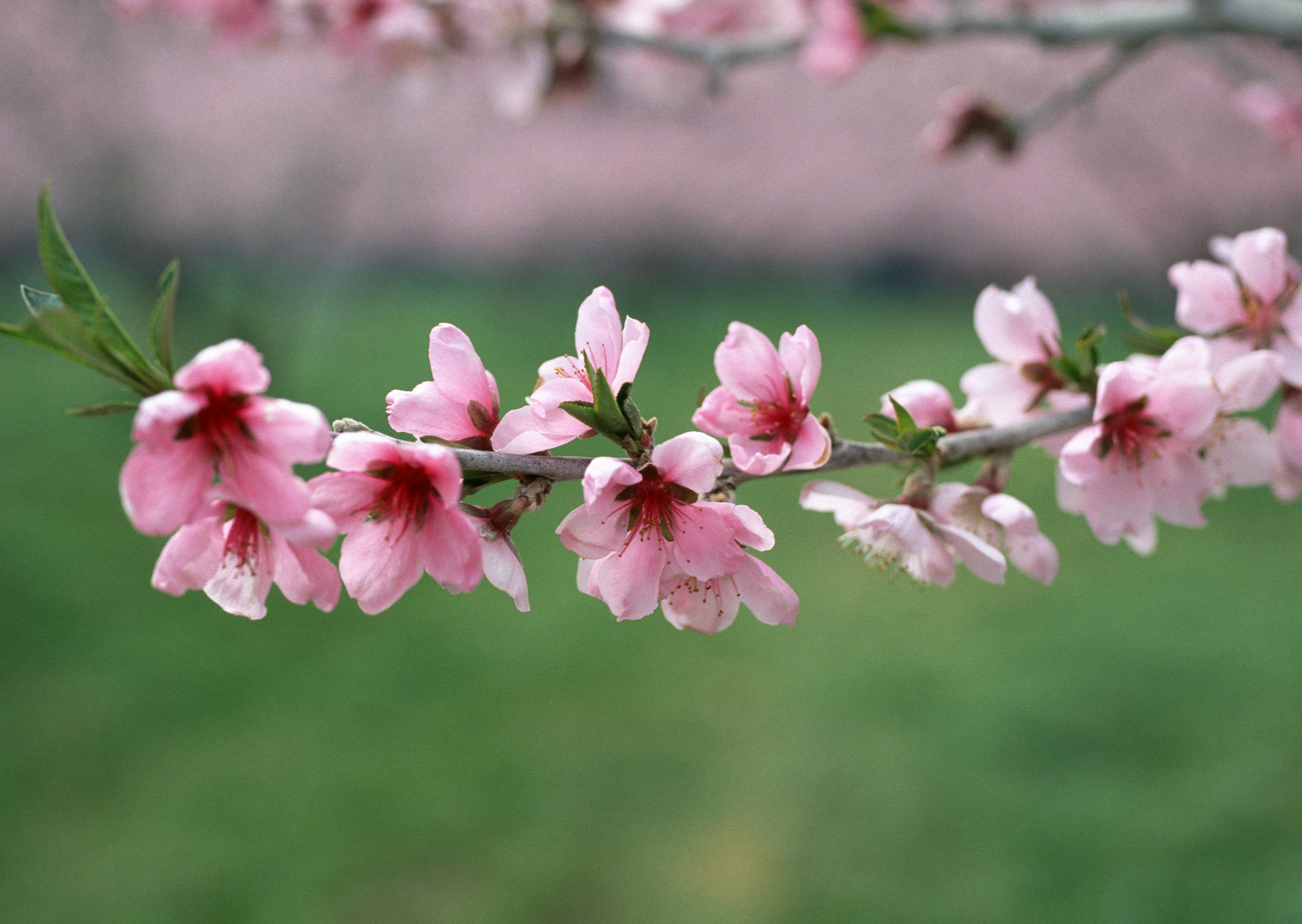 Free download high resolution image - free image free photo free stock image public domain picture -Flowers of the cherry blossoms