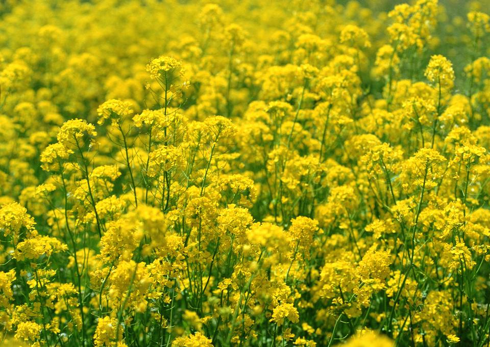 Free download high resolution image - free image free photo free stock image public domain picture  Blooming canola rape agriculture field