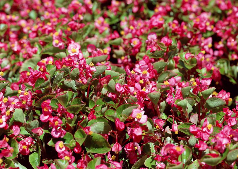 Free download high resolution image - free image free photo free stock image public domain picture  Pink flower on background