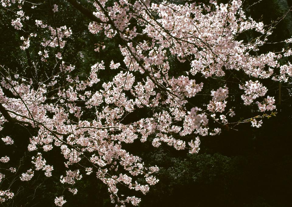 Free download high resolution image - free image free photo free stock image public domain picture  Japanese cherry tree background