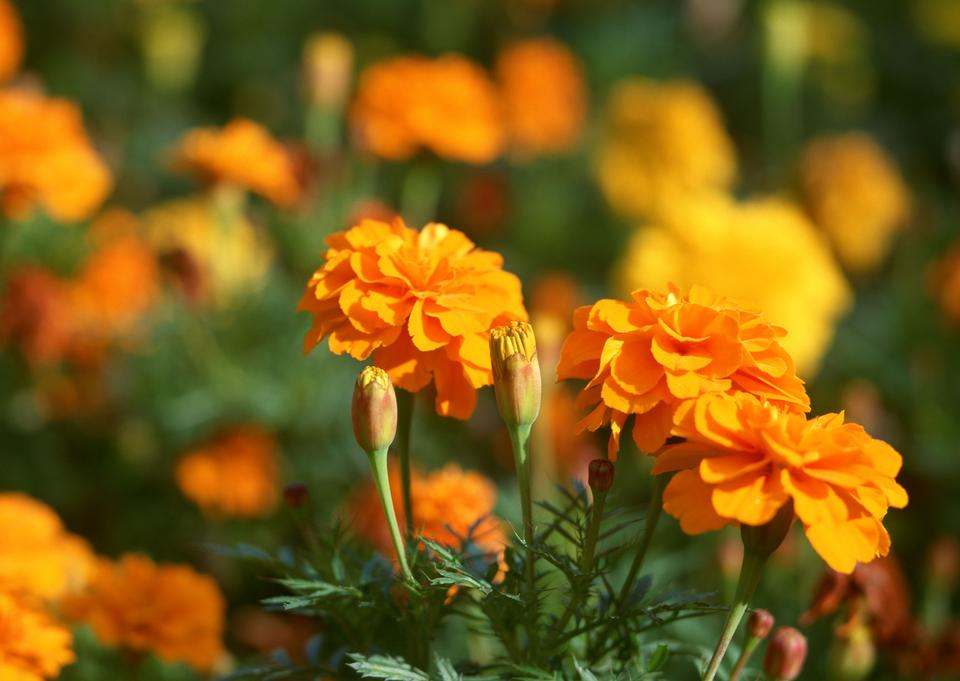 Free download high resolution image - free image free photo free stock image public domain picture  marigolds flowers