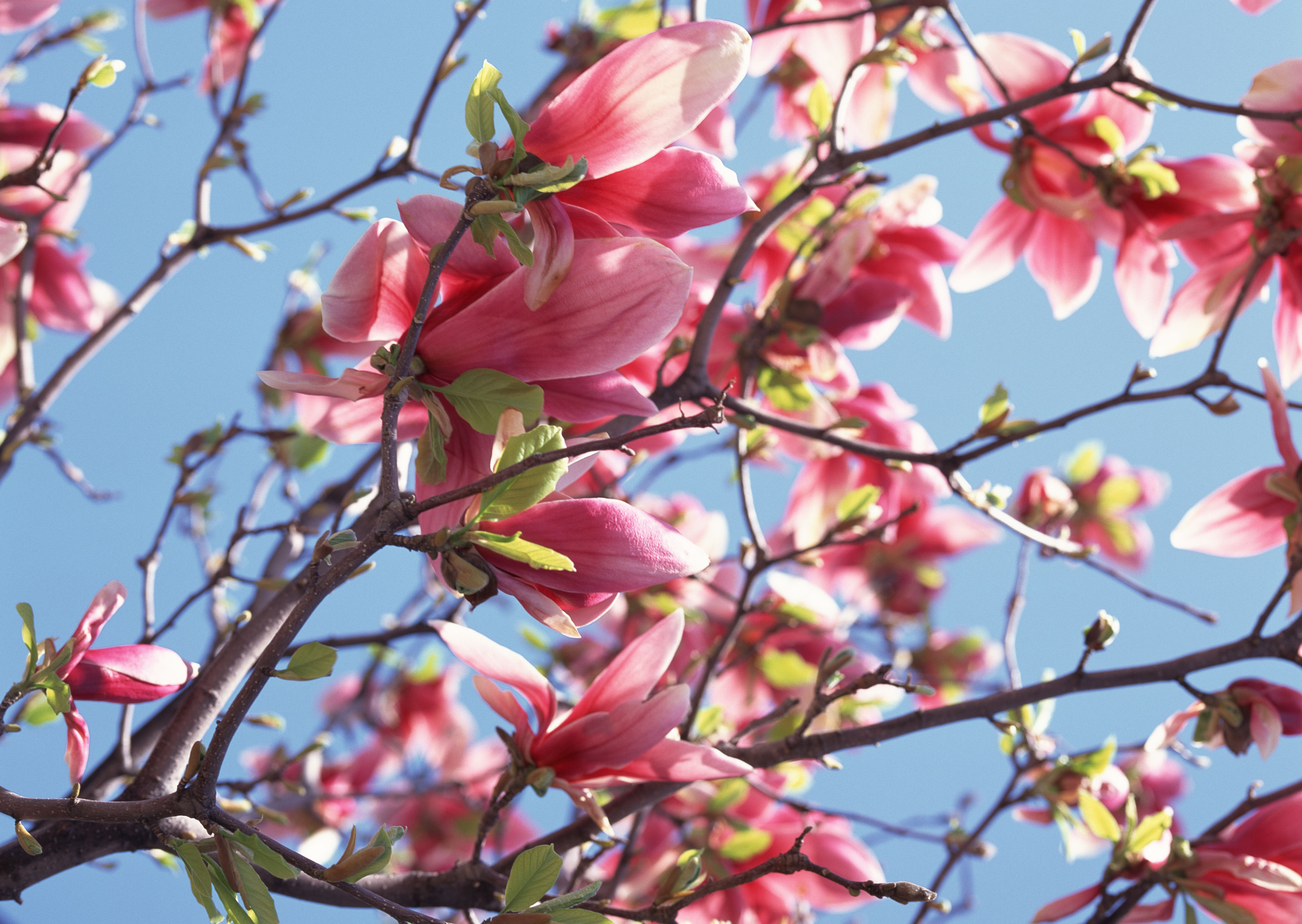 Free download high resolution image - free image free photo free stock image public domain picture -Blossoming of magnolia flowers in spring time