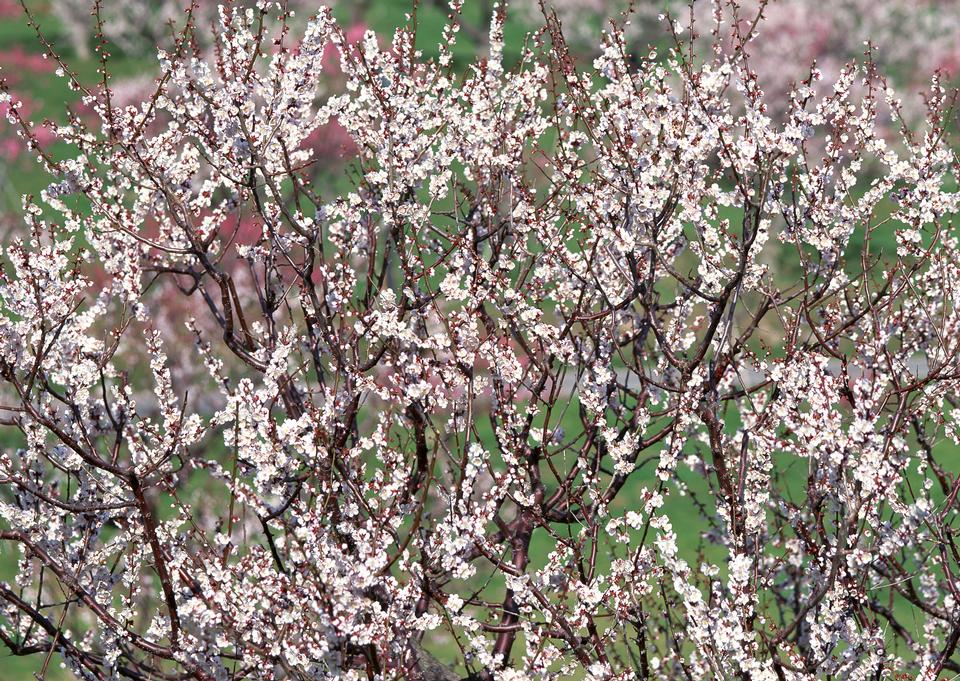 Free download high resolution image - free image free photo free stock image public domain picture  Cherry blossoms