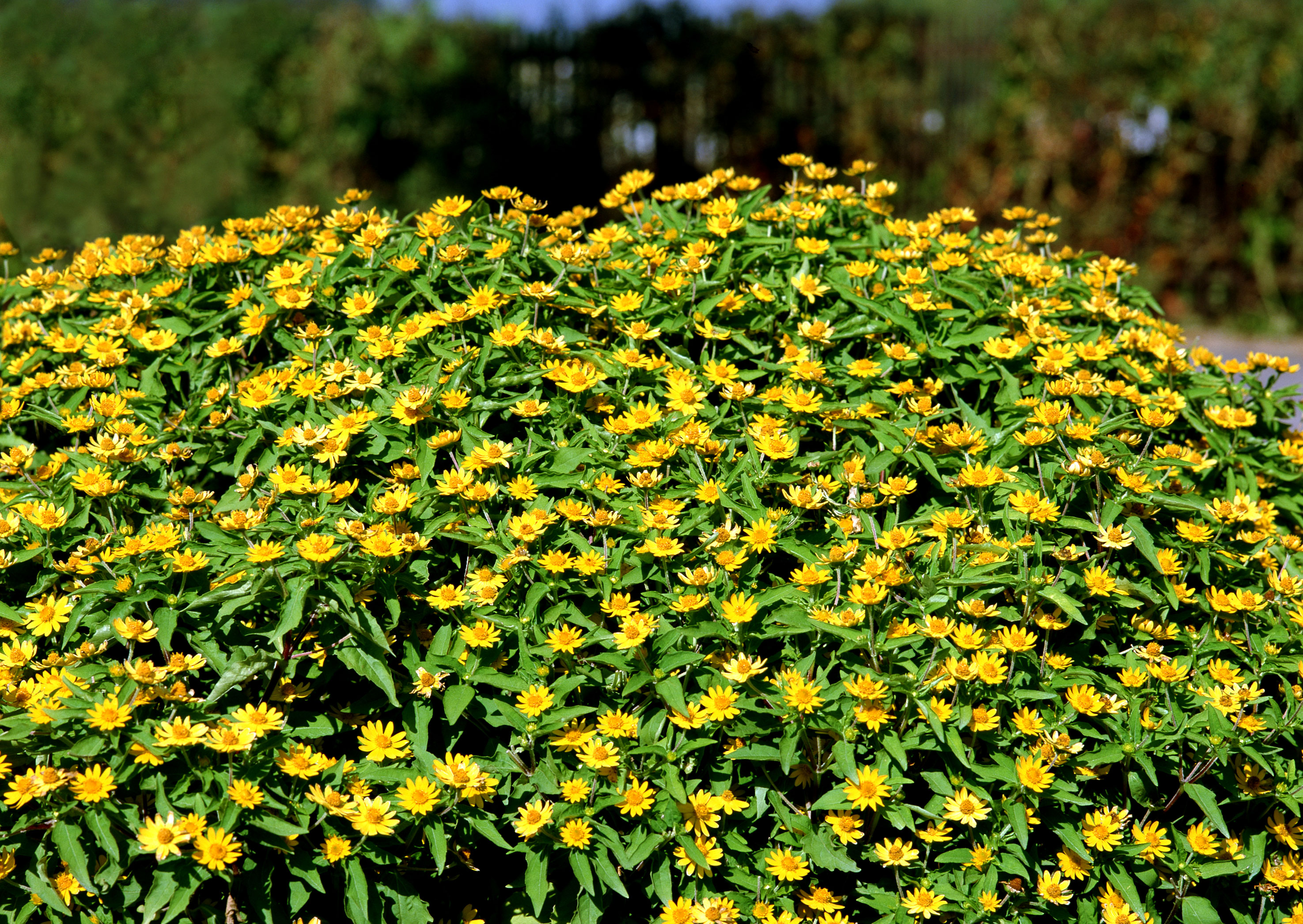 Free download high resolution image - free image free photo free stock image public domain picture -Yellow Daisy flower in garden