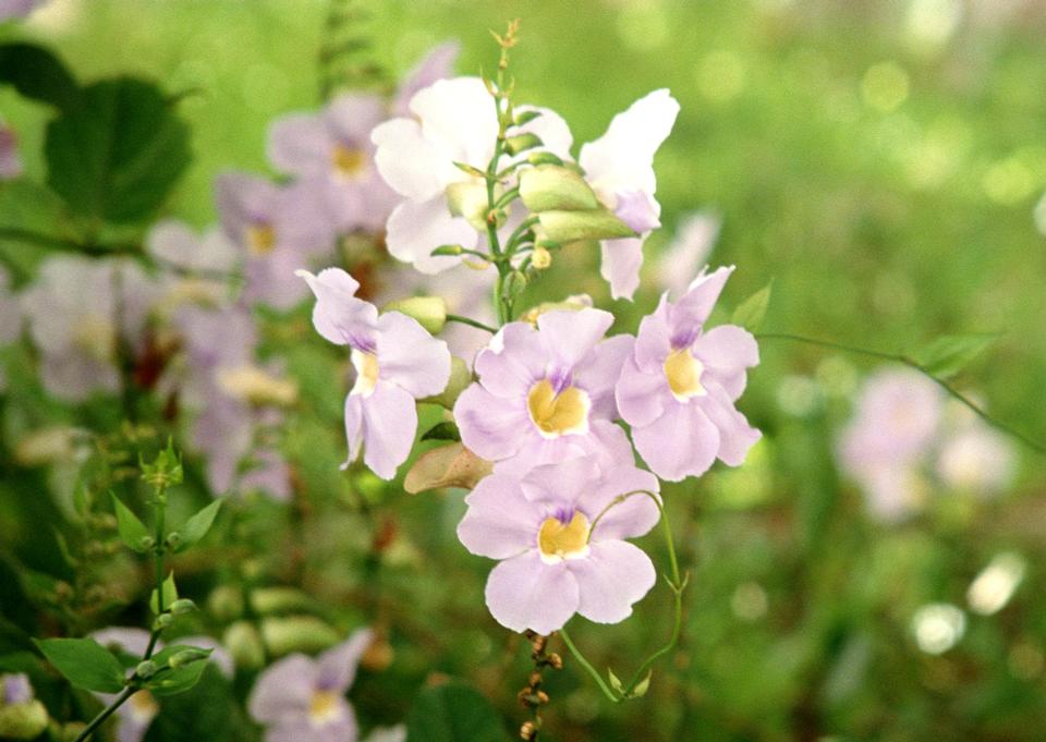 Free download high resolution image - free image free photo free stock image public domain picture  pink flowers