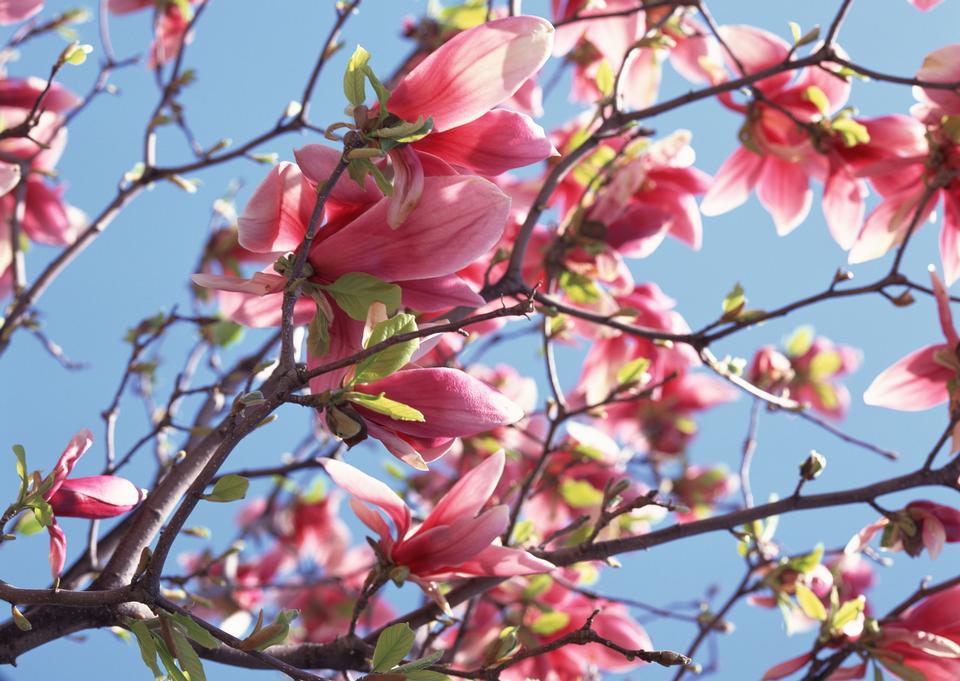 Free download high resolution image - free image free photo free stock image public domain picture  Blossoming of magnolia flowers in spring time