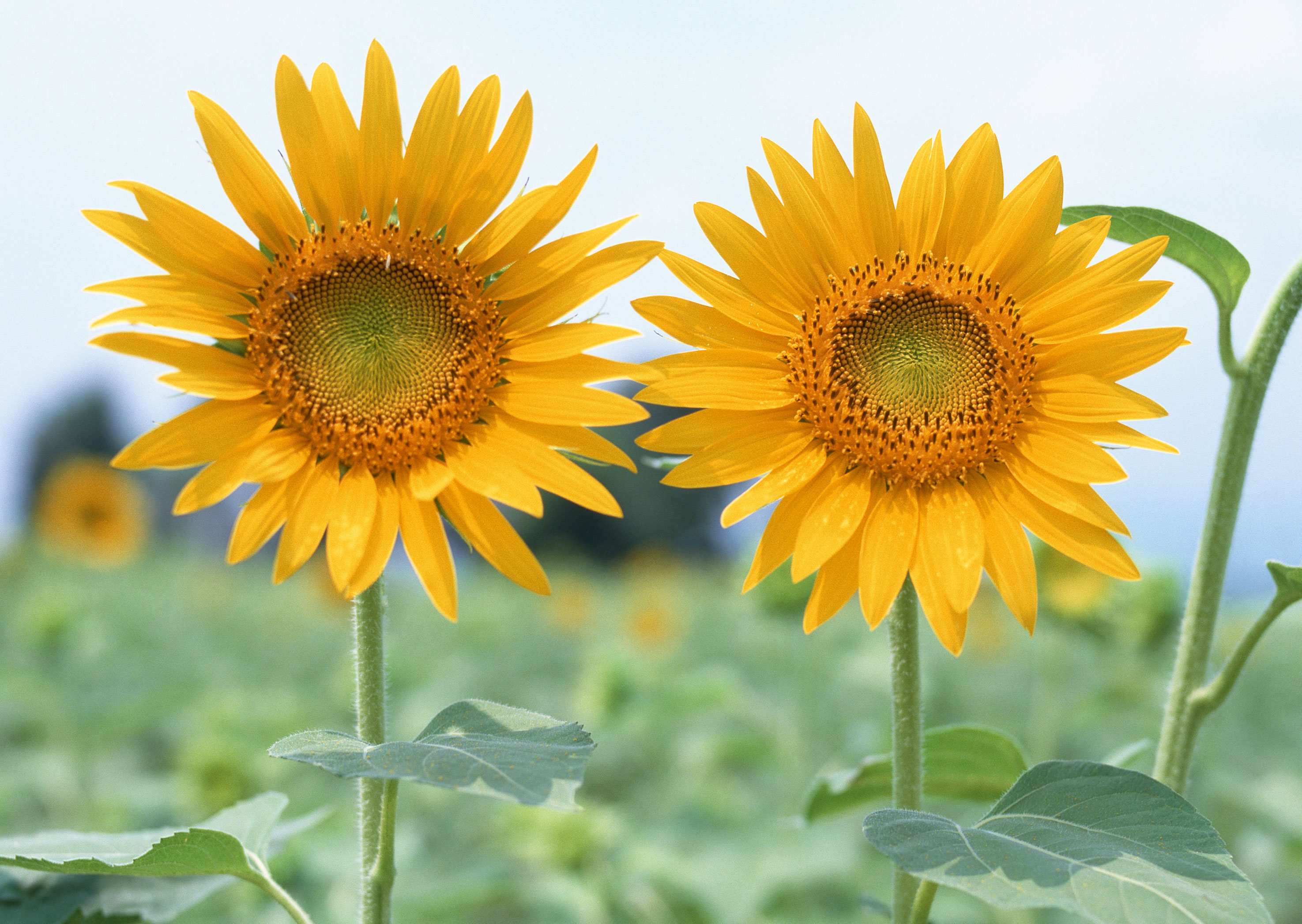 Free download high resolution image - free image free photo free stock image public domain picture -Beautiful Sunflower Against a Blue Sky in the Field