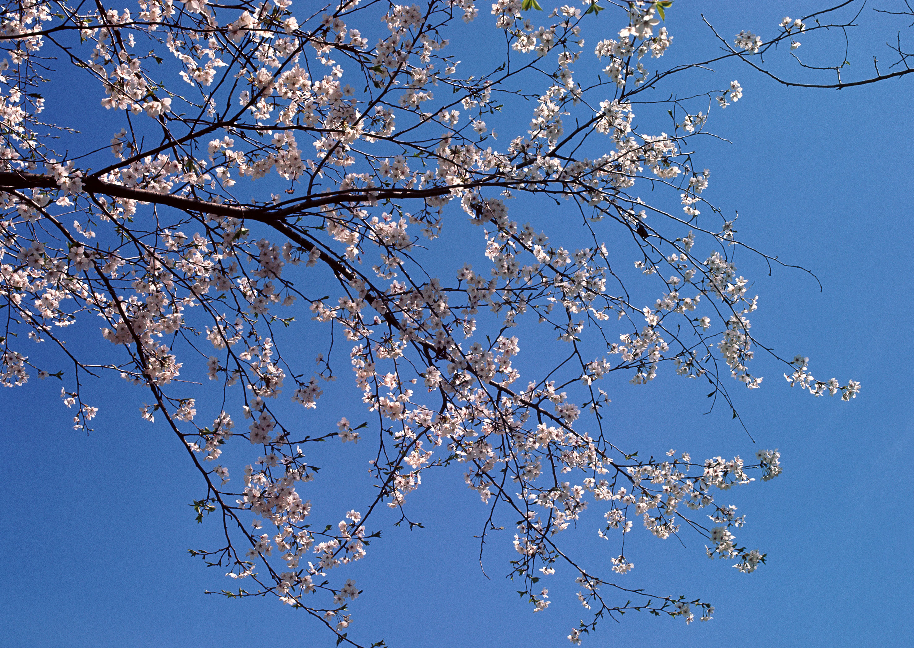 Free download high resolution image - free image free photo free stock image public domain picture -Japanese cherry tree and blue sky