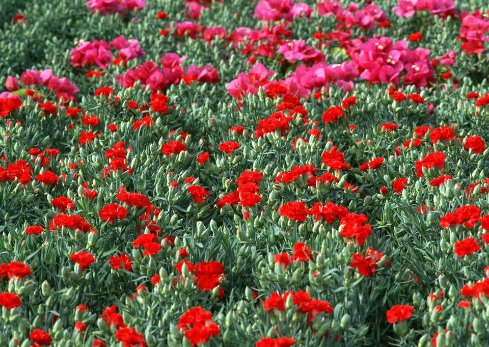 Free download high resolution image - free image free photo free stock image public domain picture  Red flower in field