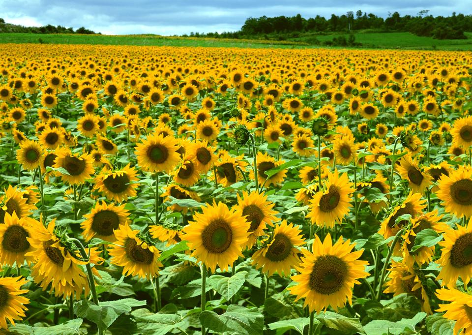 Free download high resolution image - free image free photo free stock image public domain picture  Sunflower field