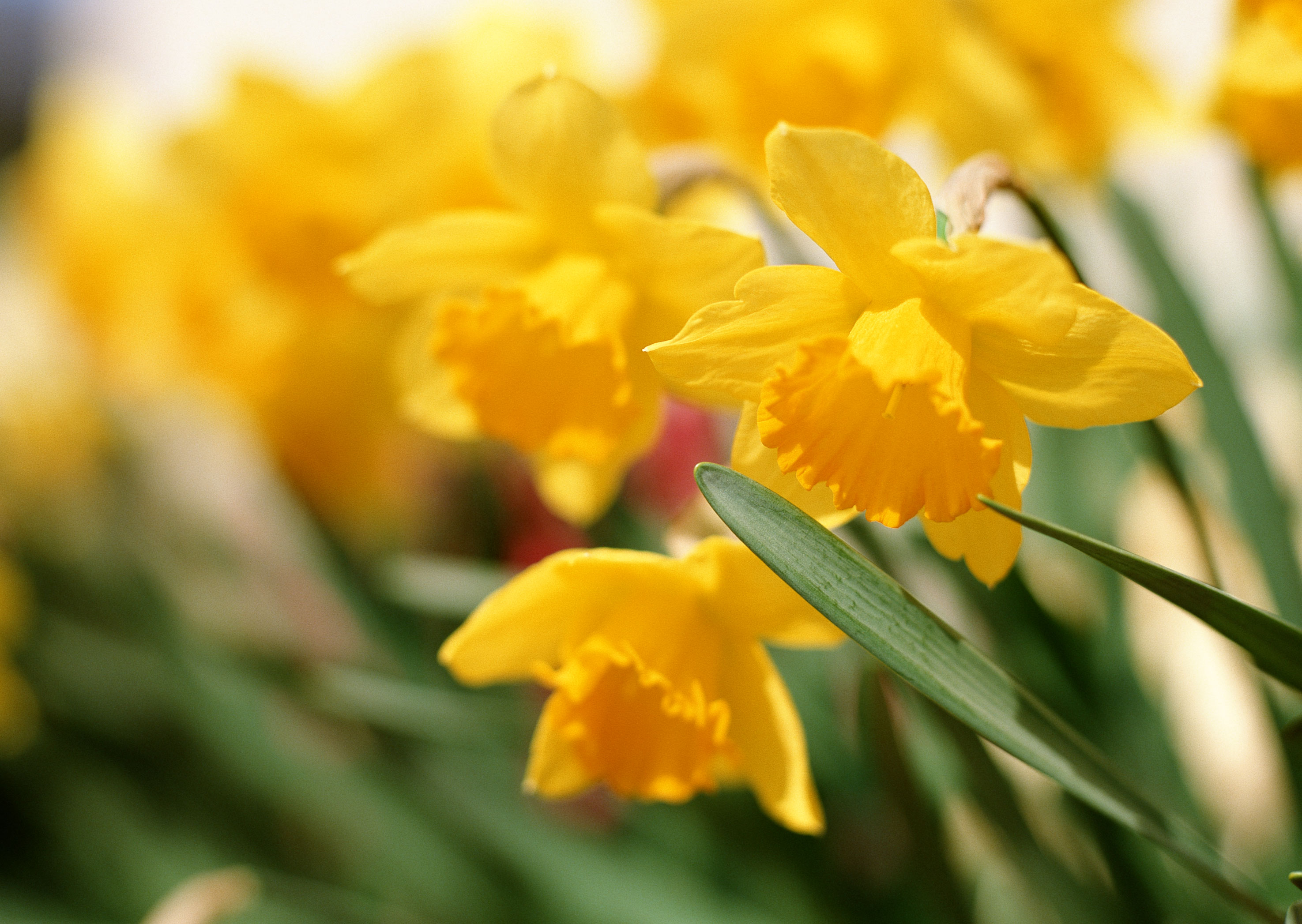 Free download high resolution image - free image free photo free stock image public domain picture -Spring narcissuses on a meadow