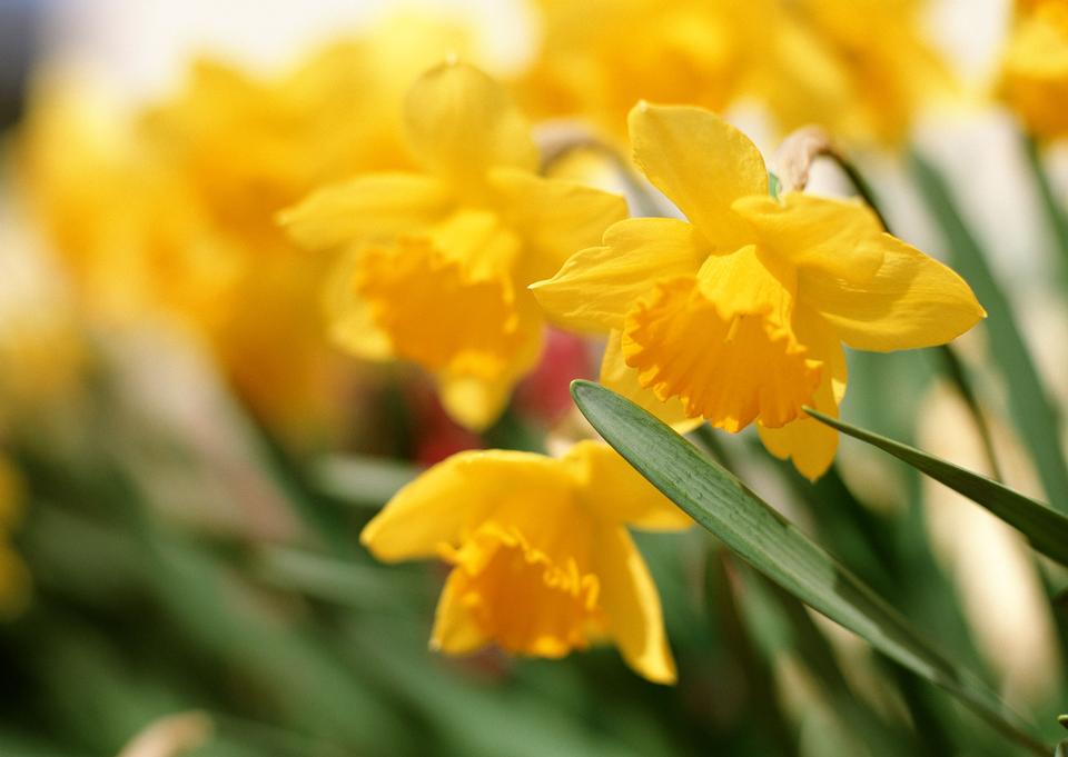 Free download high resolution image - free image free photo free stock image public domain picture  Spring narcissuses on a meadow