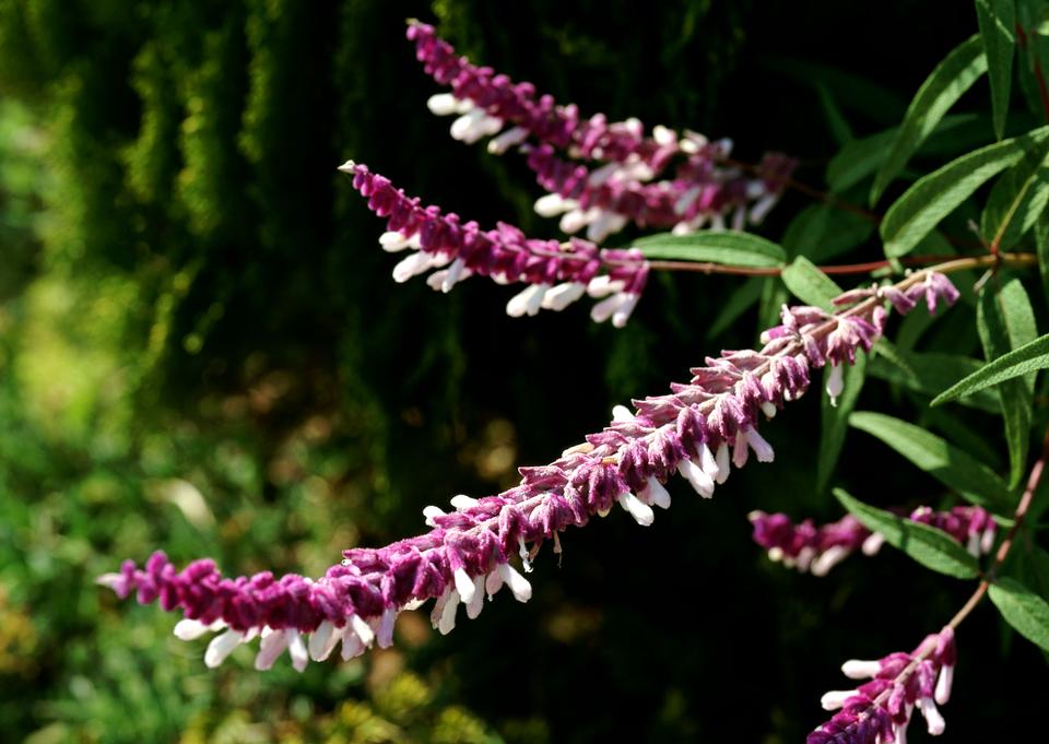 Free download high resolution image - free image free photo free stock image public domain picture  Purple flower