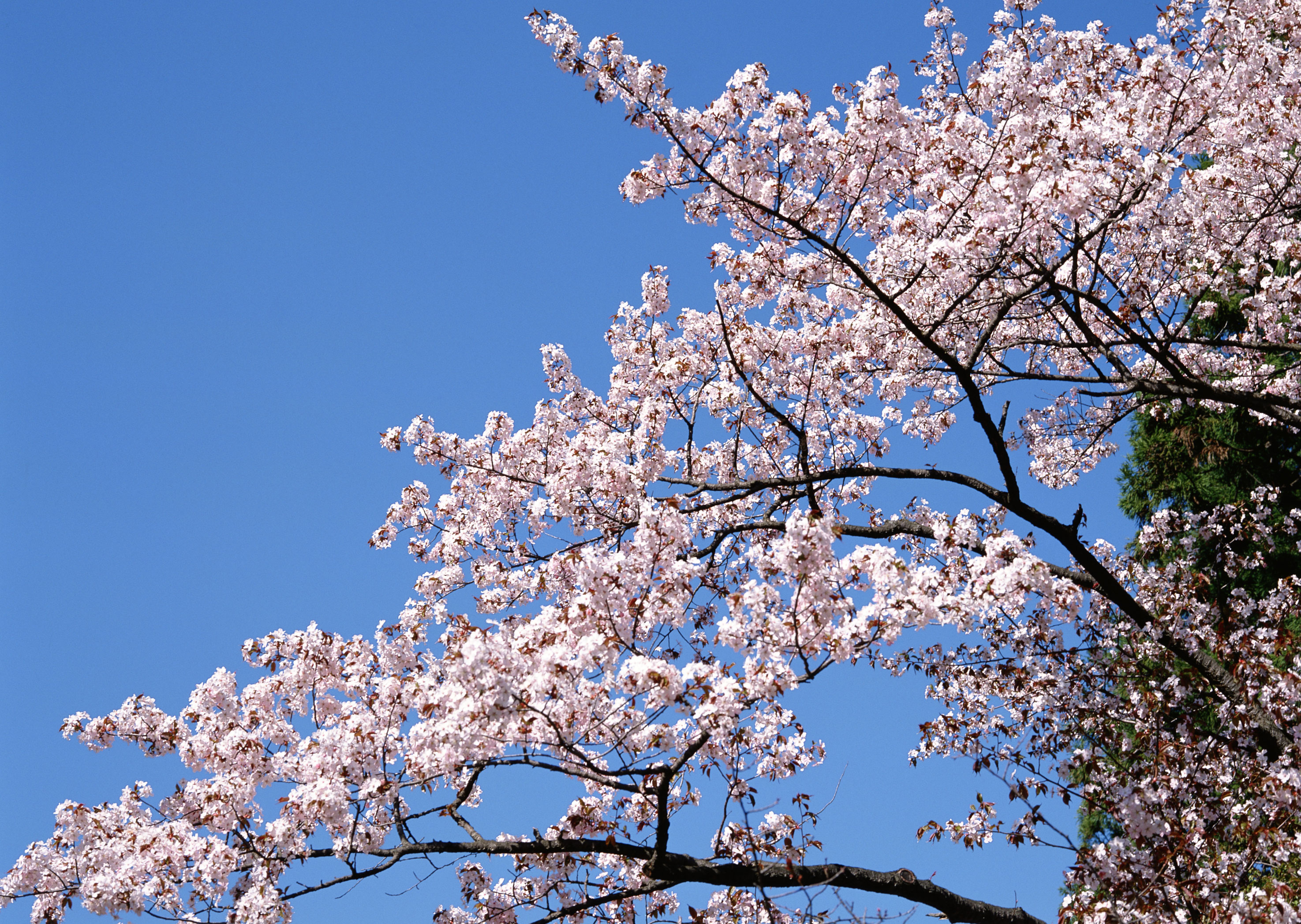 Free download high resolution image - free image free photo free stock image public domain picture -Pink flowering tree in springtime.