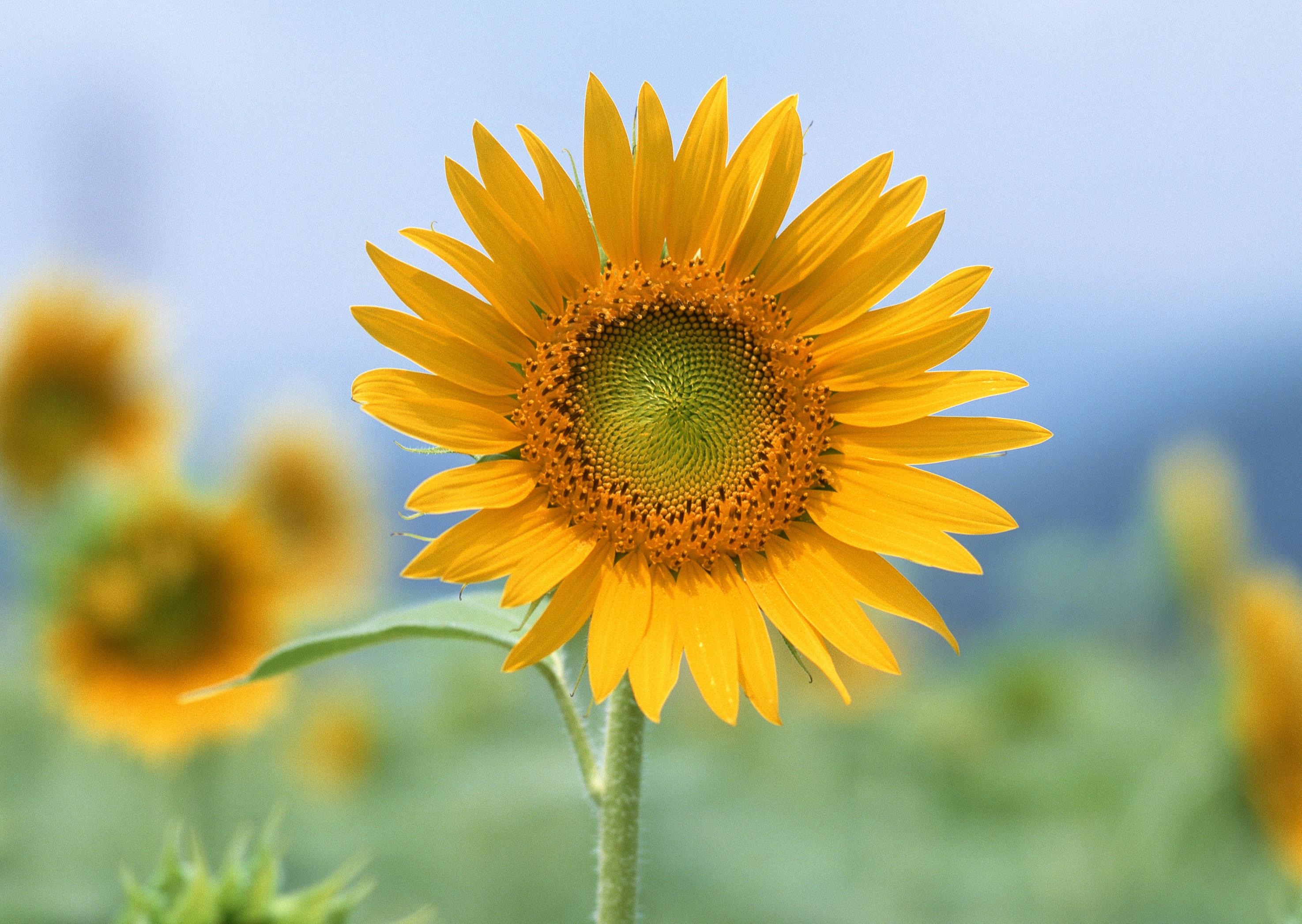 Free download high resolution image - free image free photo free stock image public domain picture -Beautiful Sunflower Against a Blue Sky in the Field