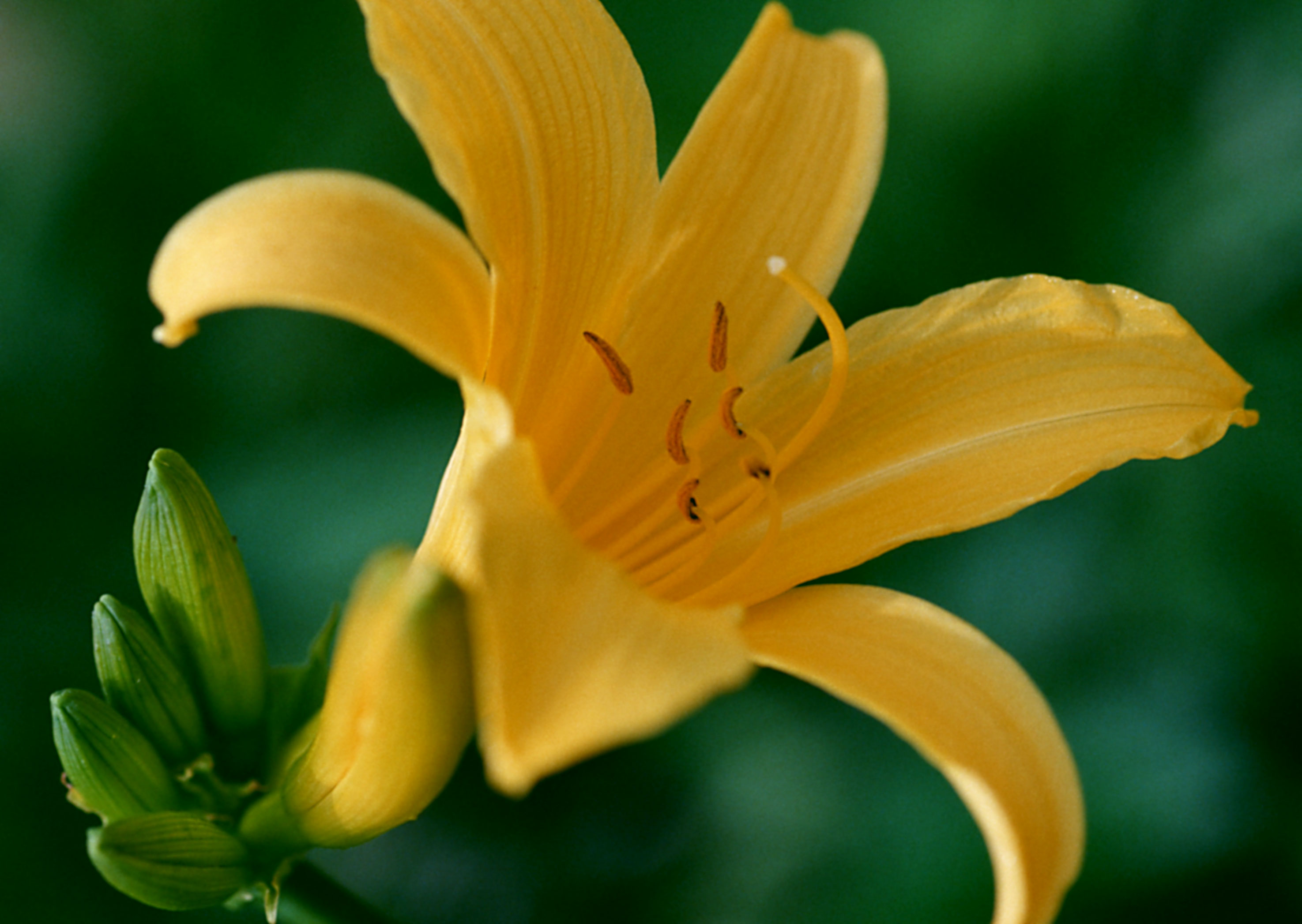 Free download high resolution image - free image free photo free stock image public domain picture -Yellow lily flower on grden