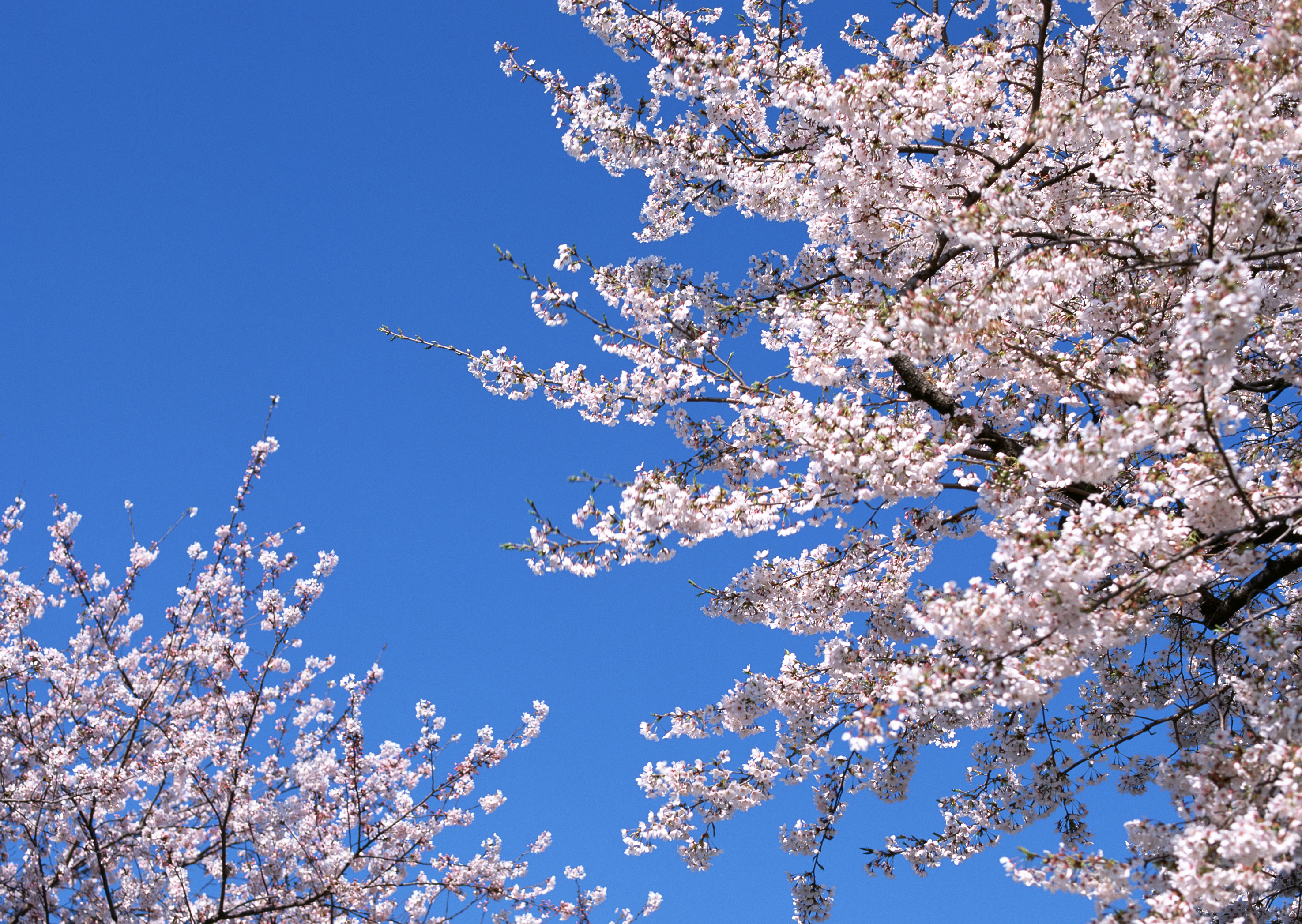 Free download high resolution image - free image free photo free stock image public domain picture -Cheery blossom flowers on spring day blue sky