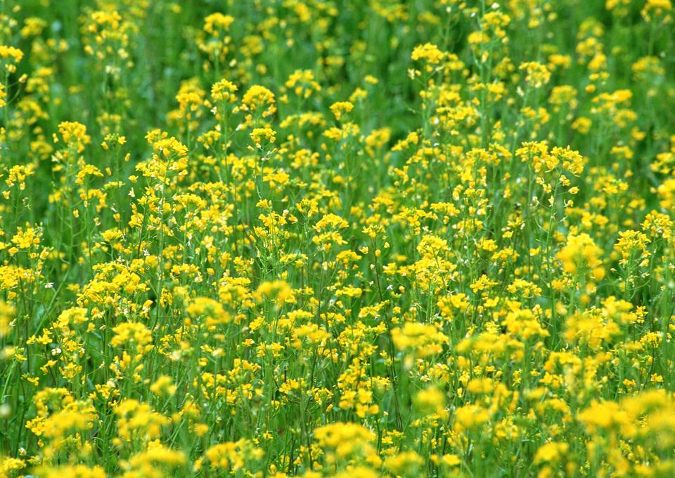 Free download high resolution image - free image free photo free stock image public domain picture  Blooming canola rape agriculture field