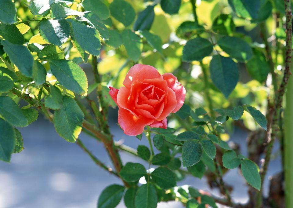 Free download high resolution image - free image free photo free stock image public domain picture  Details of a blossoming camellia branch in spring.