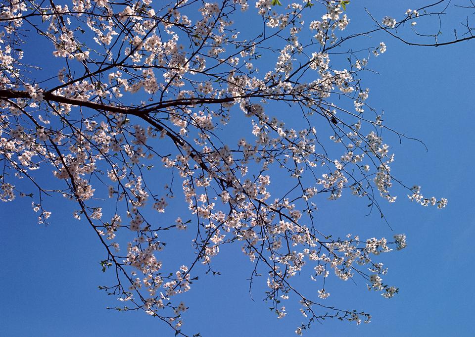 Free download high resolution image - free image free photo free stock image public domain picture  Japanese cherry tree and blue sky