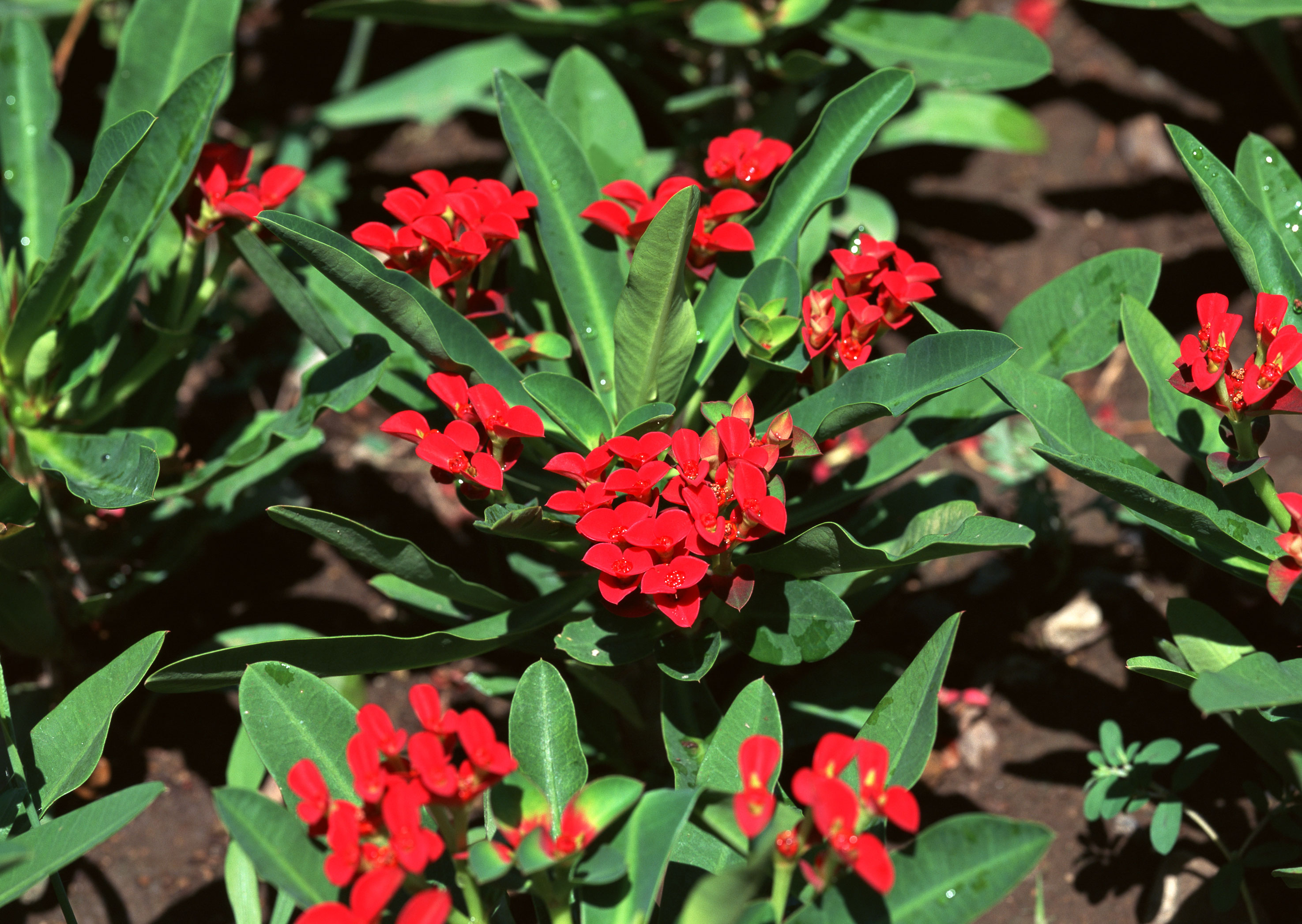 Free download high resolution image - free image free photo free stock image public domain picture -meadow red flower on garden