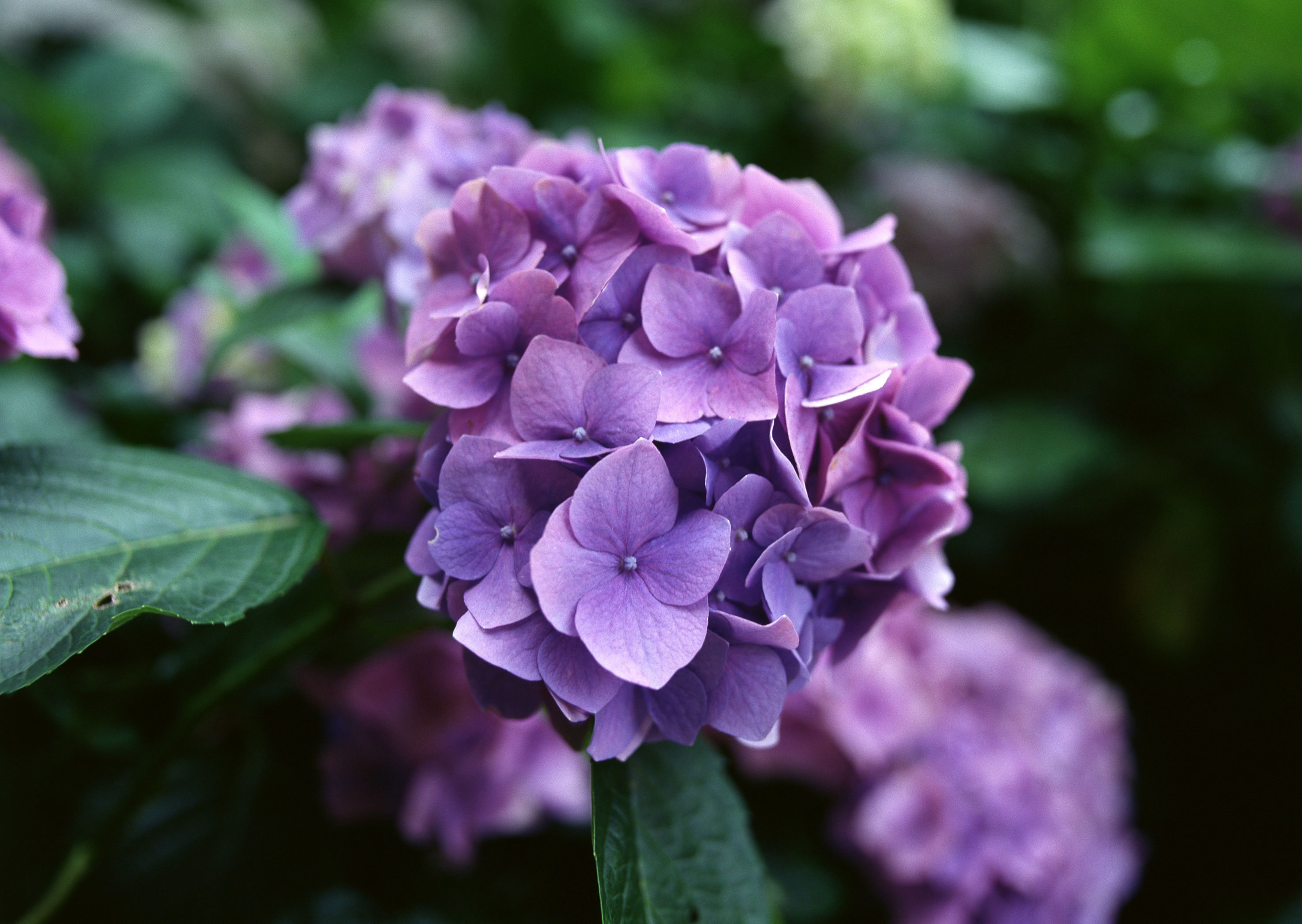 Free download high resolution image - free image free photo free stock image public domain picture -Hydrangea in full bloom