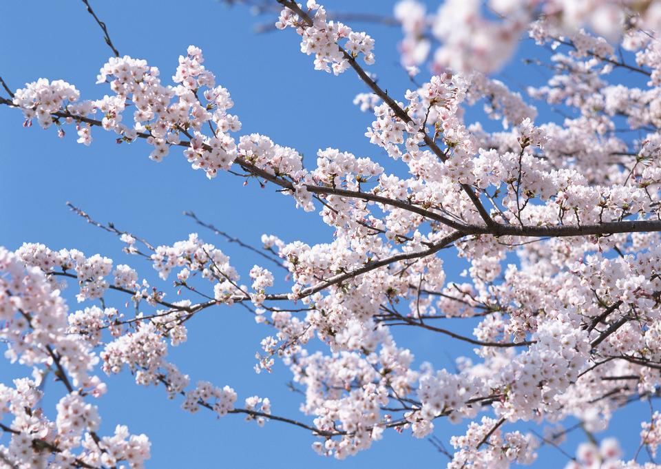 Free download high resolution image - free image free photo free stock image public domain picture  Cheery blossom flowers on spring day