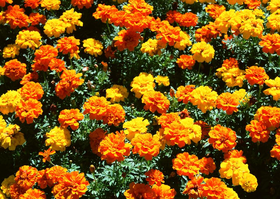 Free download high resolution image - free image free photo free stock image public domain picture  Full marigolds flowers