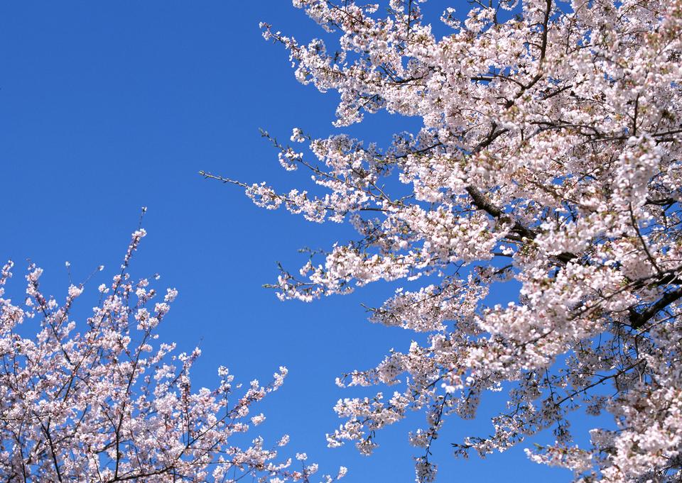 Free download high resolution image - free image free photo free stock image public domain picture  Cheery blossom flowers on spring day blue sky