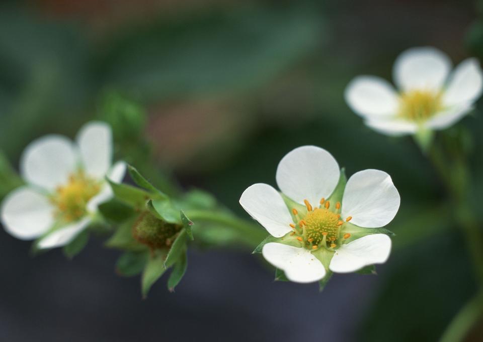 Free download high resolution image - free image free photo free stock image public domain picture  twig with blooming white flowers