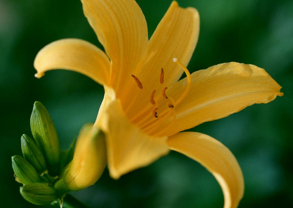 Free download high resolution image - free image free photo free stock image public domain picture  Yellow lily flower on grden