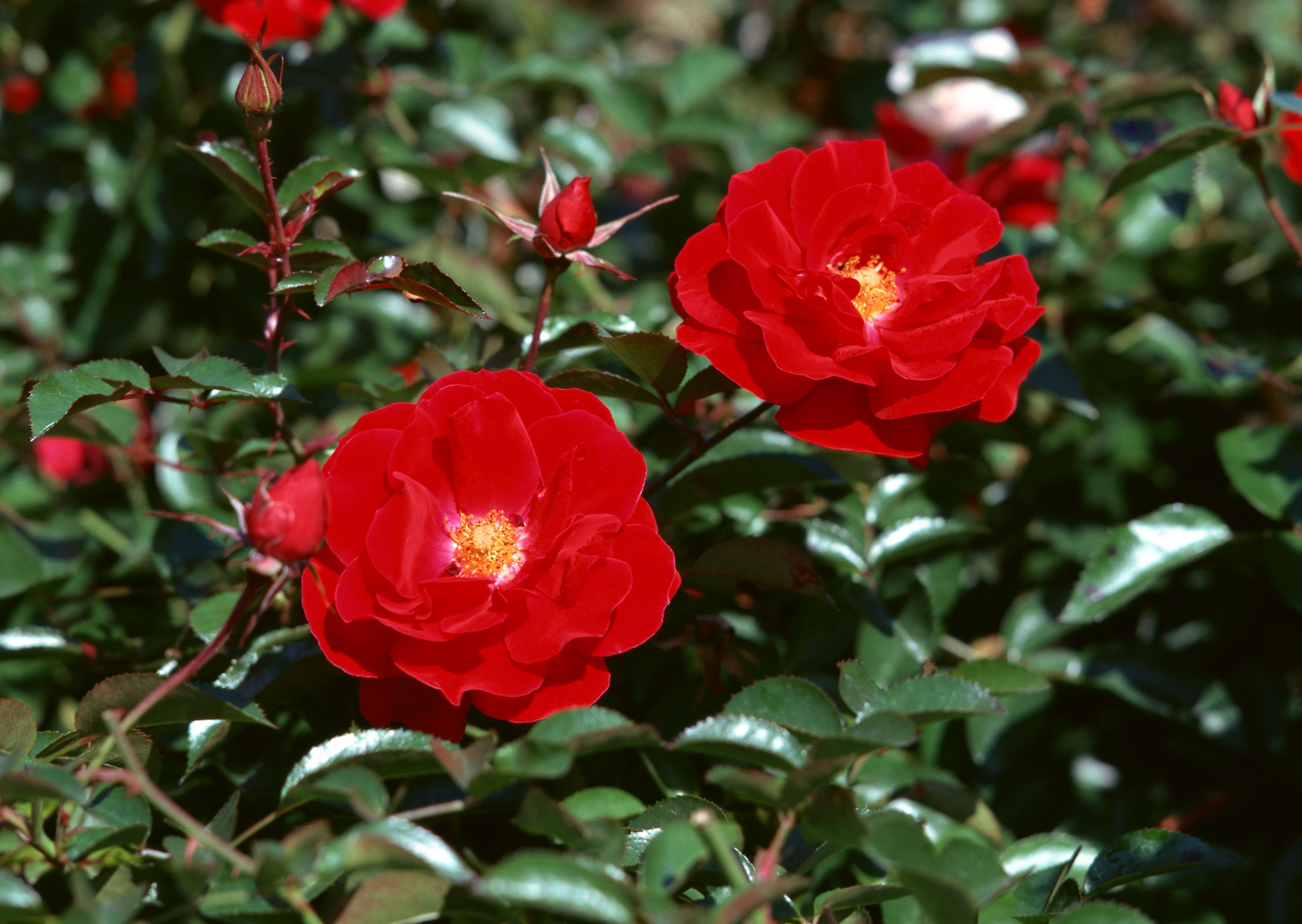 Free download high resolution image - free image free photo free stock image public domain picture -Details of a blossoming camellia branch in spring.