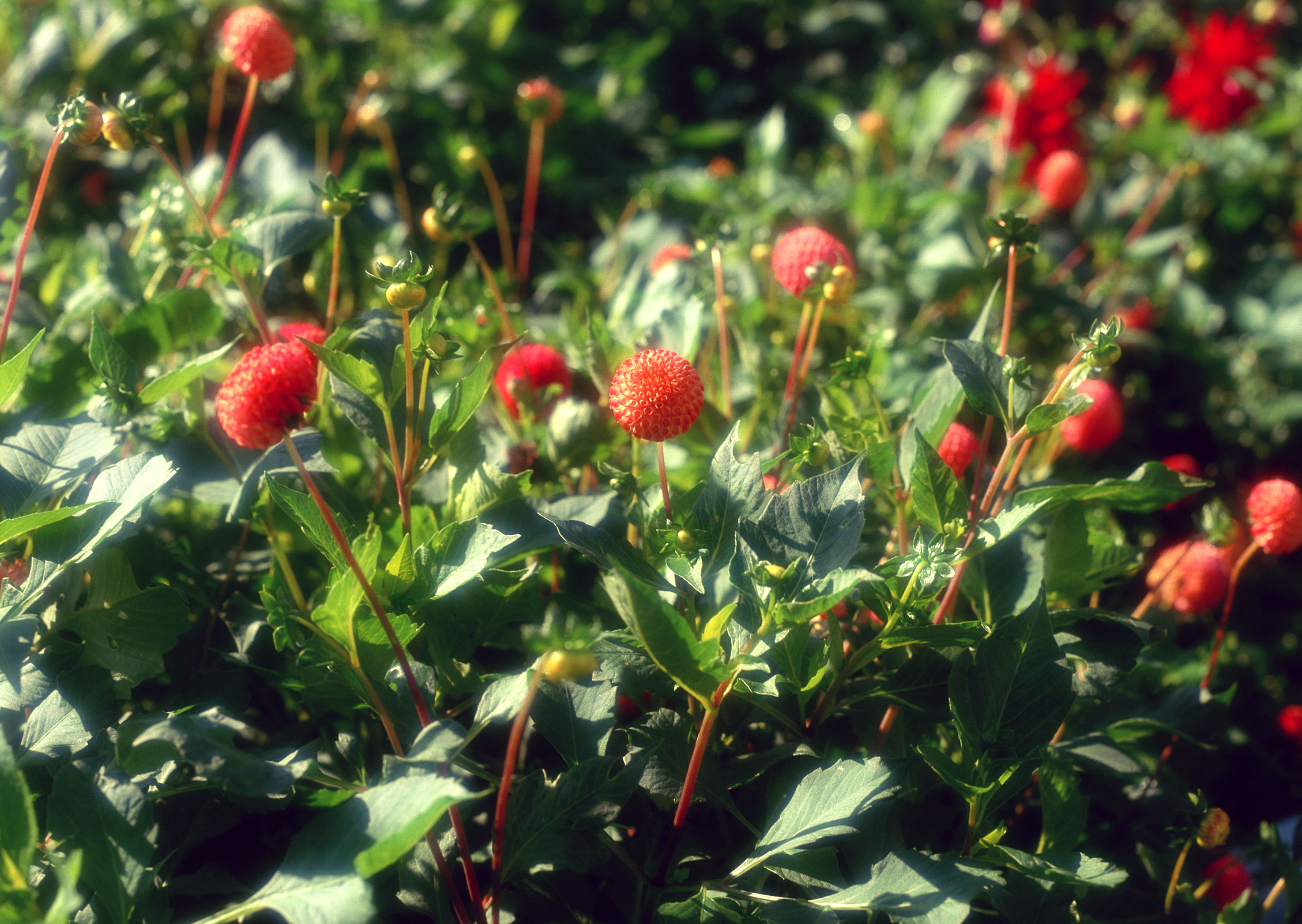 Free download high resolution image - free image free photo free stock image public domain picture -Red flower in garden